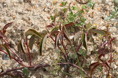 Parthenocissus quinquefolia