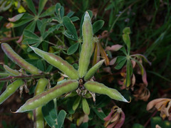 Lupinus succulentus