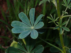 Lupinus succulentus