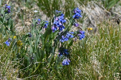 Mertensia