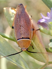 Ellipsidion humerale