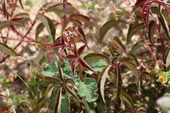 Parthenocissus quinquefolia