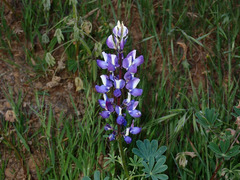 Lupinus succulentus