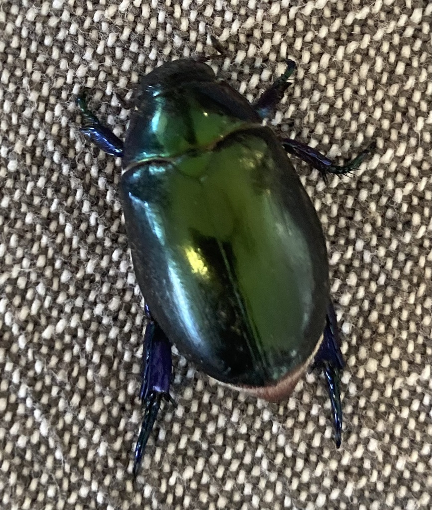 Scarabs from Evergreen Dr, Glenview, QLD, AU on January 03, 2023 at 11: ...