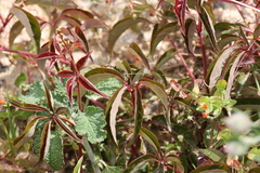 Parthenocissus quinquefolia