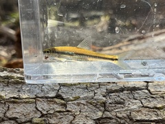 Notropis chalybaeus