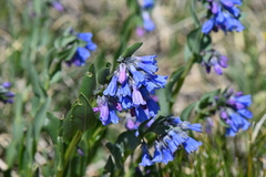 Mertensia