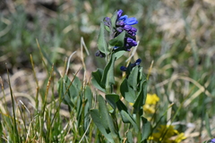 Mertensia