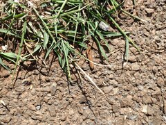 Dichanthium annulatum annulatum