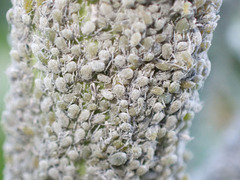 Brevicoryne brassicae