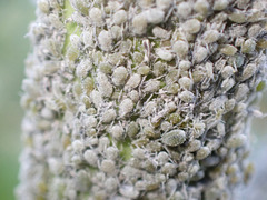 Brevicoryne brassicae