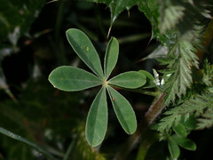 Lupinus succulentus