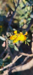 Senna purpusii