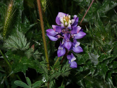 Lupinus succulentus
