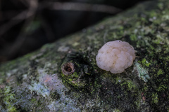 Naematelia encephala