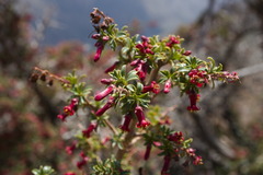 Escallonia carmelitana