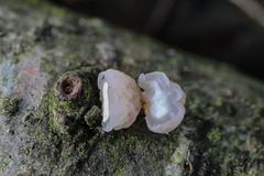 Naematelia encephala