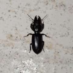 Scarites anthracinus