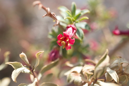 Escallonia carmelitana (Escallonia carmelitana)