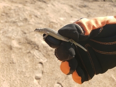 Urosaurus graciosus