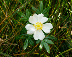 Rosa foliolosa