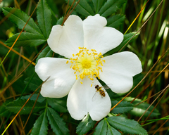 Rosa foliolosa