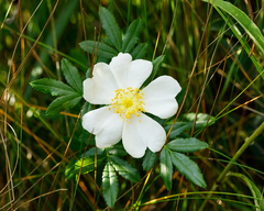 Rosa foliolosa