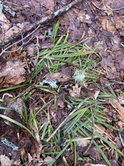 Carex pedunculata