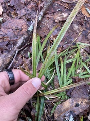 Carex pedunculata
