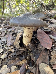 Entoloma ferruginans