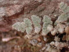 Myriopteris parryi