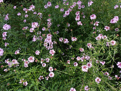 Glandularia lilacina