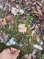 Carex pedunculata