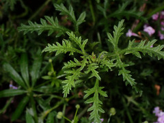 Glandularia lilacina