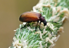 Ecnolagria rufescens