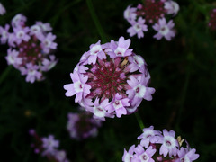 Glandularia lilacina