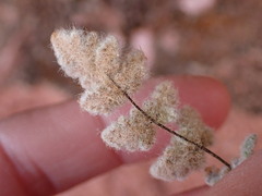 Myriopteris parryi