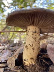 Entoloma ferruginans