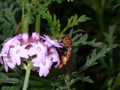 Copestylum haagii