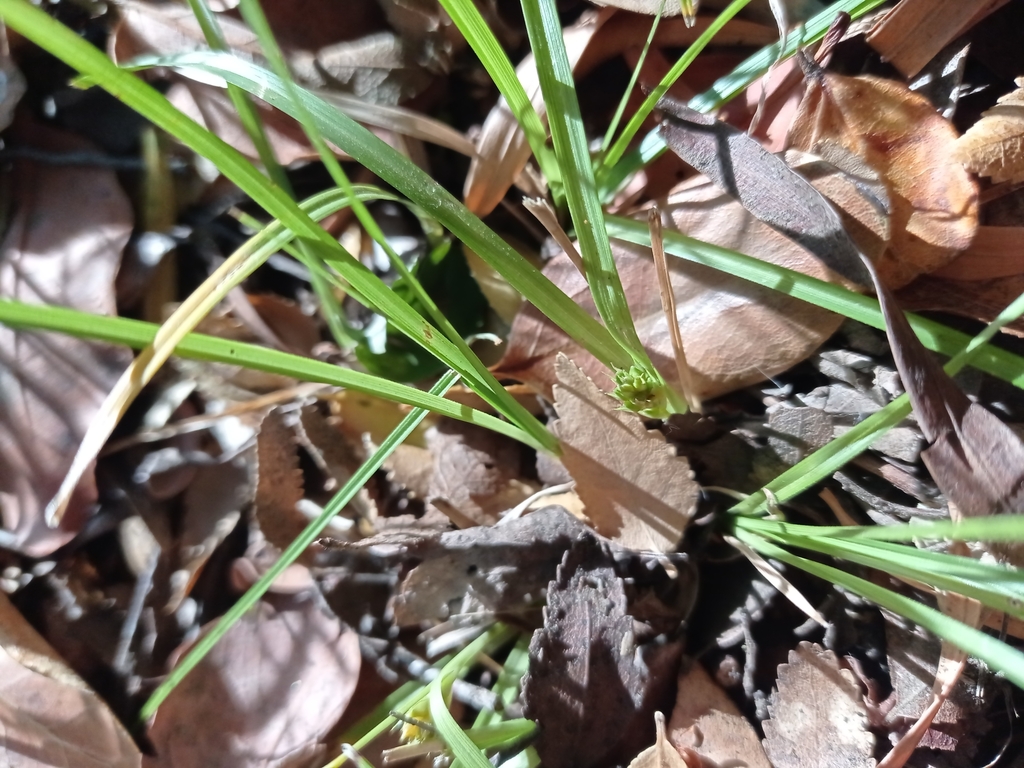 Carex chlorolepis
