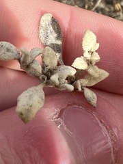 Tidestromia lanuginosa