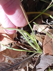 Carex phalaroides