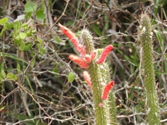 Cleistocactus baumannii