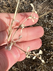 Tidestromia lanuginosa
