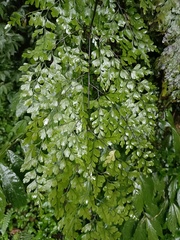 Asplenium pseudolaserpitiifolium