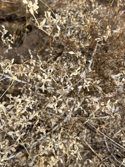 Tidestromia lanuginosa