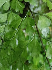 Asplenium pseudolaserpitiifolium