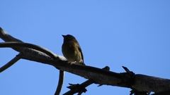 Phrygilus patagonicus