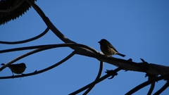 Phrygilus patagonicus