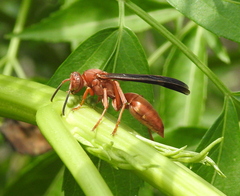 Polistes carolina